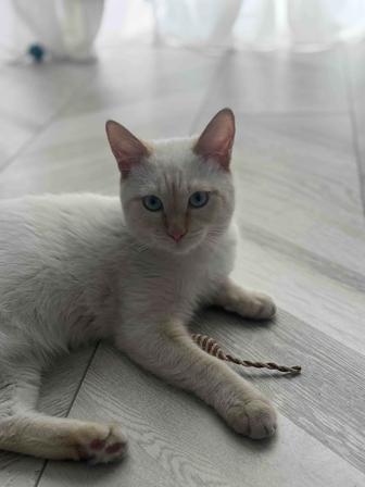 Котенок в добрые руки