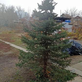 Продам елку