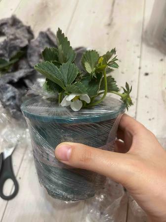 Саженцы клубники