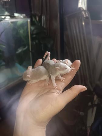 Декоративные крысята Дамбо