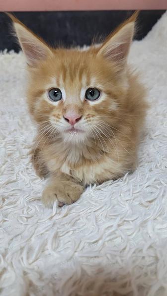 Продам котят Мейн Кун