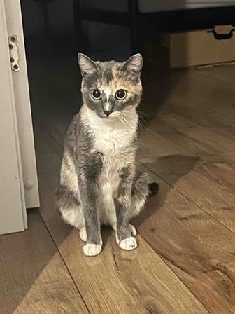 Ищу дом кошке