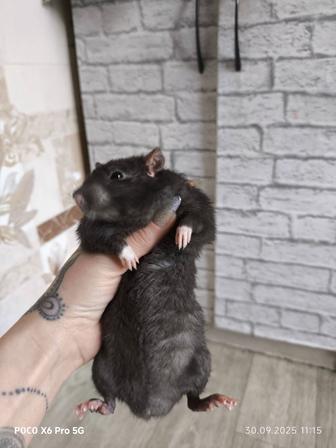 Продам гамбийскую крысу