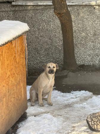 Щенки в добрые руки