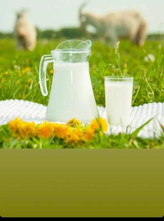Продам молочную козу
