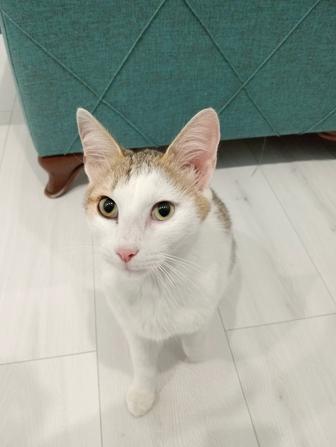 Найден кот