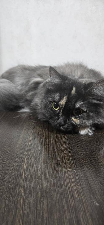 Кошки