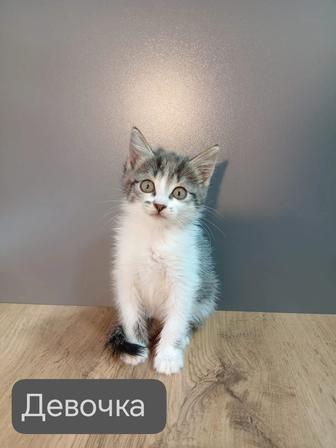 Отдам котят