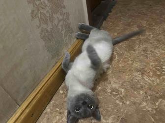 Отдам котят