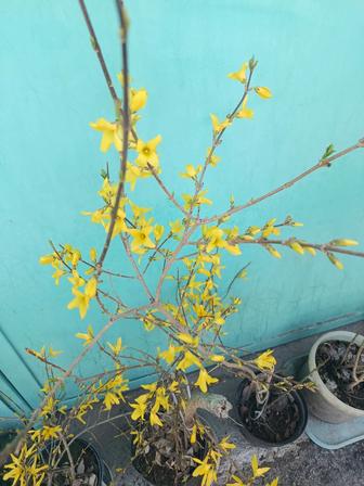 Форзиция пестролистная