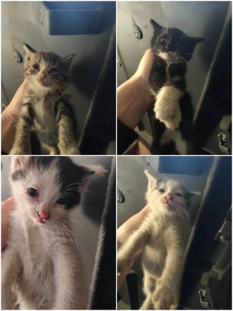 Котята в Астане