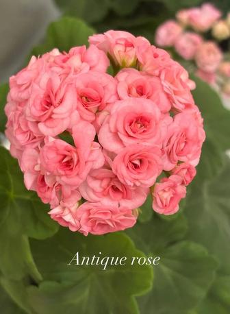 Пеларгония Graingers Antique Rose