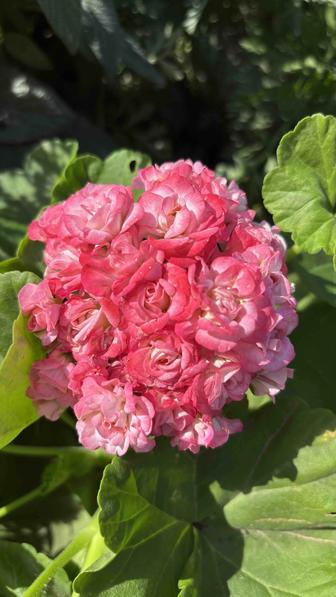 Пеларгония Graingers Antique Rose