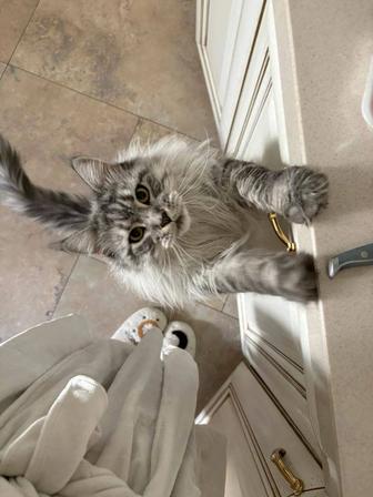 Мейнкун мысық/кошка срочно беремін