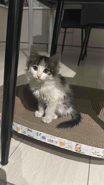 Ищем котенку добрых хозяев. 2 месяца. В добрые руки.