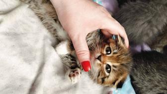 Вислоухие коты