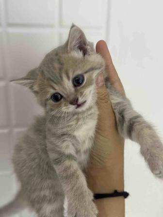 Котенки шотладские