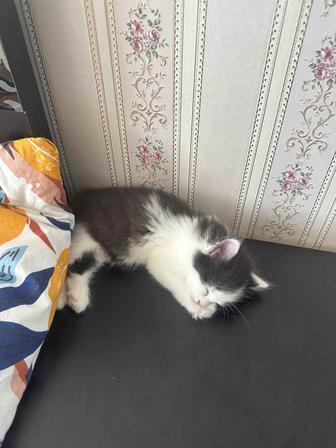 Платная передержка котенка