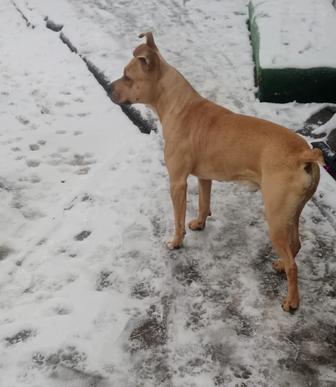 Щенок - подросток , 1 год