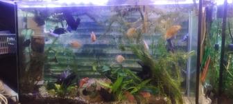 Продам цихлид