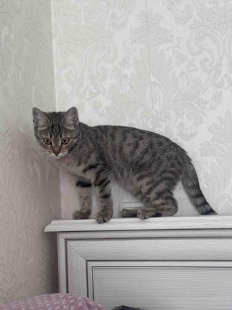 Нежная кошечка ищет дом