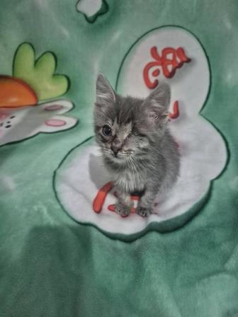 Возьму обрезки мястные для животных