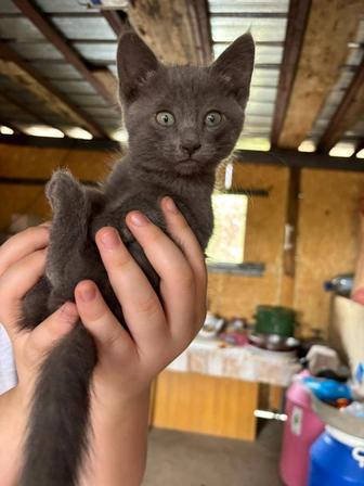 Отдам котят в добрые руки.