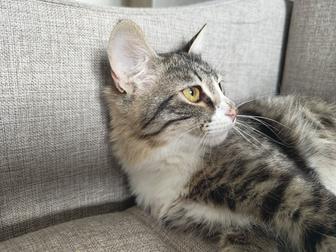 Отдам котят и мать кошку