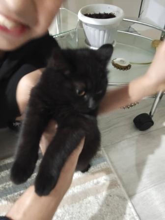 Отдам даром кот