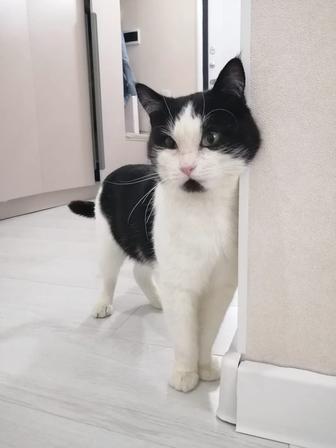 Котик ждет свою семью