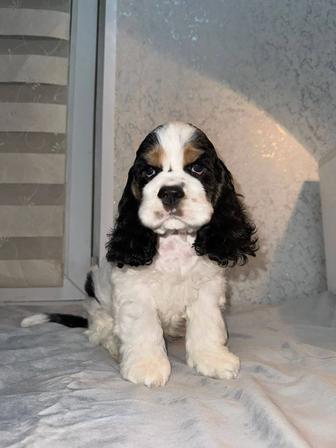 Американский кокер-спаниель шоу класса