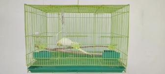 Продается попугай