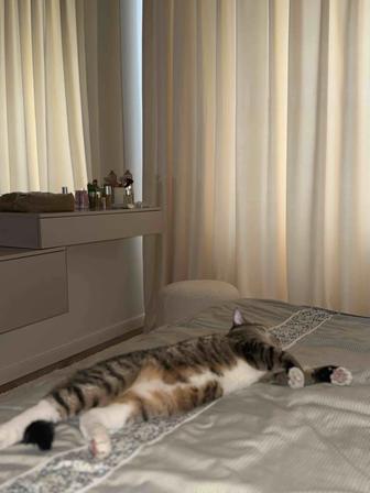 Отдам кота в хорошие руки