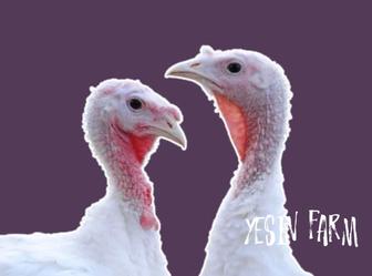 Белый широкогрудый инкубационные яйца индюков фермерский выбор