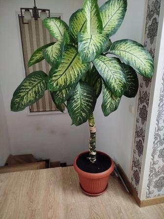 Продам растение высокое для офиса