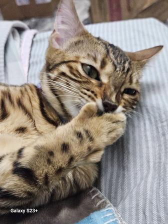 Бенгальская кошка, 8 месяцев не стерилизована