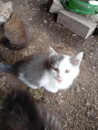 Котенка мальчика отдам в хорошие руки.