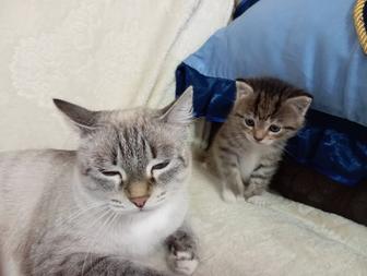 Отдам котят
