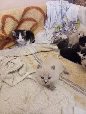 Отдам котят