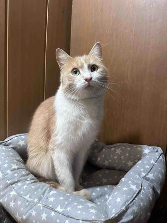 Котик Коржик в семью