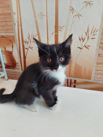 Домашний котенок