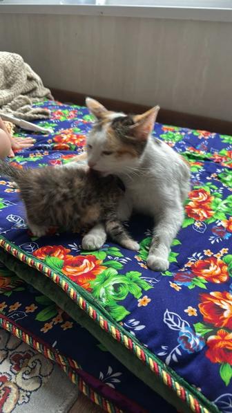Отдам котят в хорошие руки