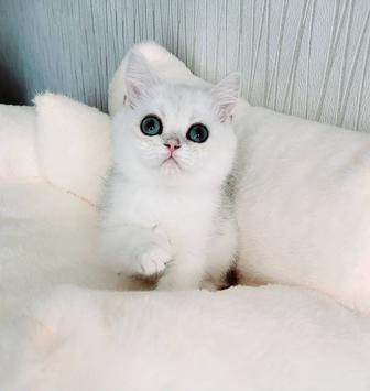 Британские котята