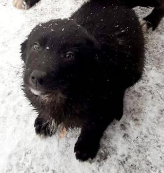 Щенок ищет дом