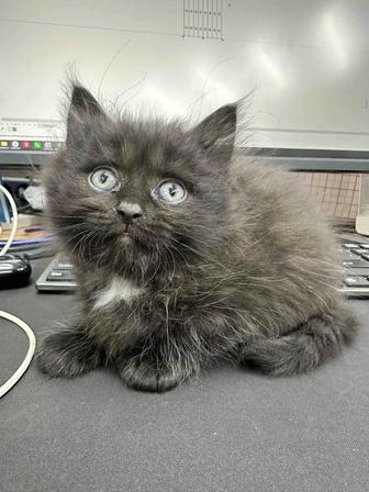 Отдам котят бесплатно