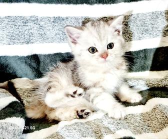 Продаются котята