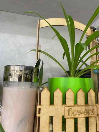 Хлорофитум