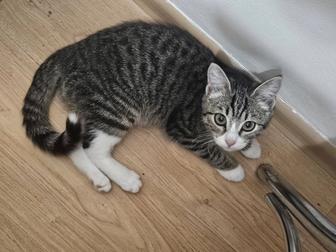 Котенок