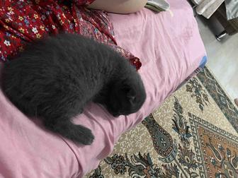 Кошка