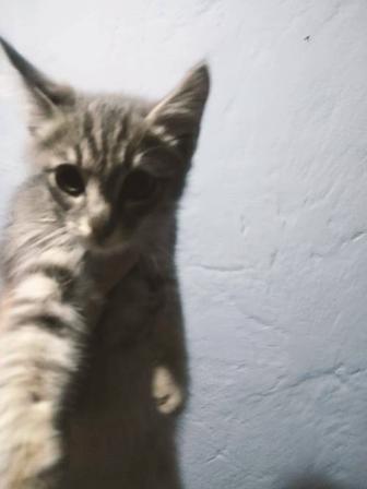 Отдам даром котят